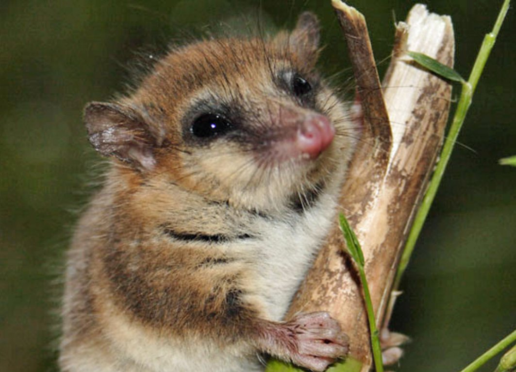 El monito del monte (Dromiciops) : la vida lenta de un superviviente que se esfuma. Leelo en: surl.li/tcbwer