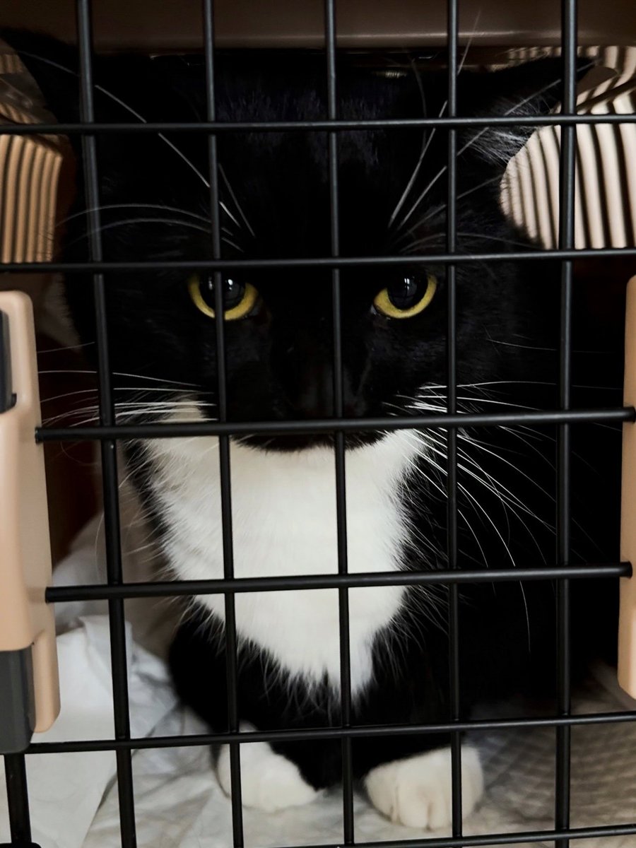 Uni is having surgery on his teeth and gums today. He'll be under general anesthesia, so I'm a bit nervous... but please hope everything goes well!