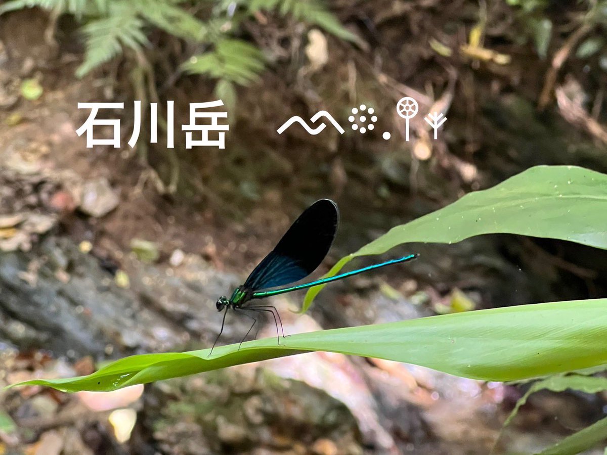 Fuko0610's tweet image. おはようございますꕤ︎︎·͜·
雲が風に流されながら
晴れてるような…🌤️.°
怪しい空模様の朝𓈒𓈒𓏸︎︎︎︎🍃
٩( ᐛ )وテクテク
行ってきました
今日も元気に庭活(笑)
あなたが笑顔
ঌ(*´╰╯`๓)ᰔᩚで
いられますように➰💕
今朝イジュ🌳🌺テイキンザクラ
先週ハグロトンボʚïɞ.•*¨*•