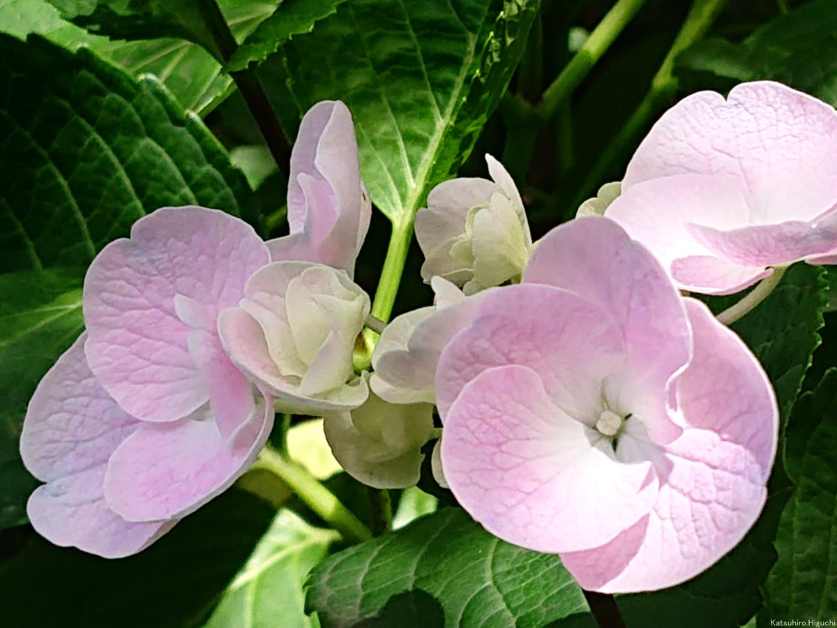 みおり様特別専用ページ 新鮮なアジサイの花房（ピンク・クリーム・緑