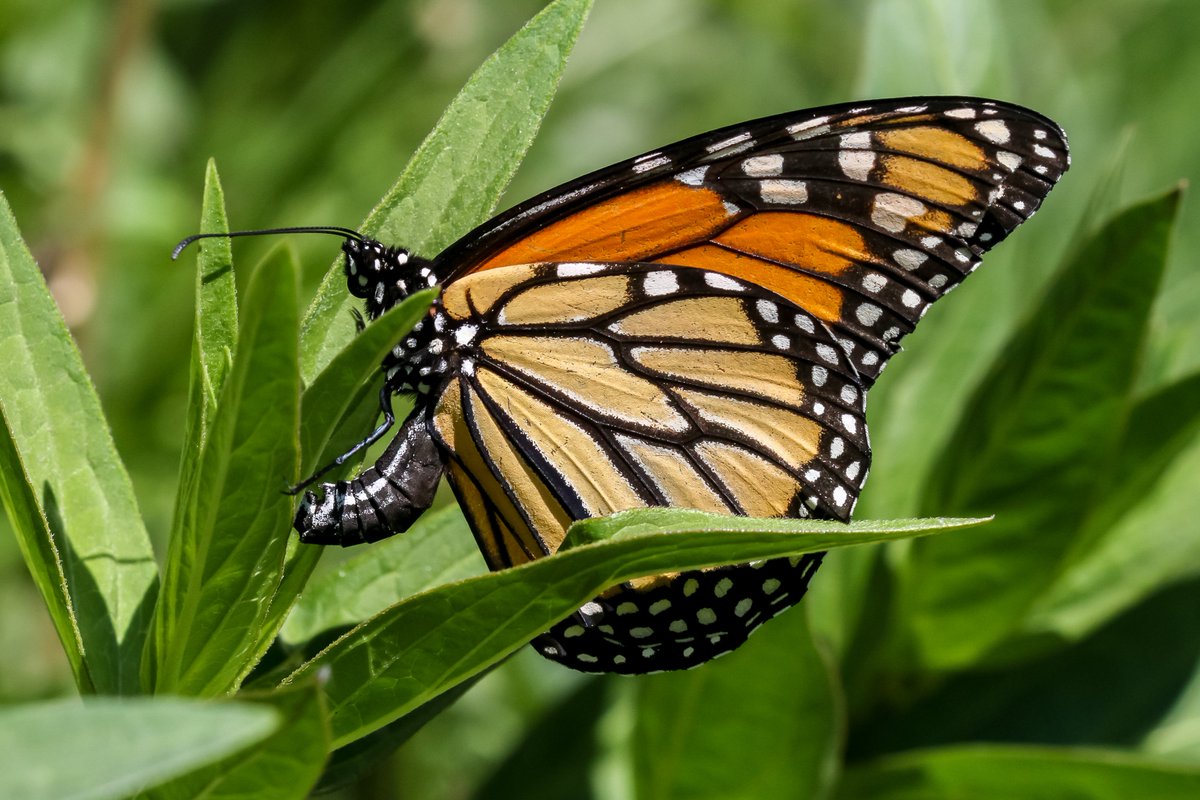 First monarch butterfly of the year! This female was laying eggs on our milkweed today. #butterfly #butterflies #Lepidoptera #nativeplants #Illinois #nature #macro #photography #SaveTheMonarch #photographylovers #wildlifephotography
