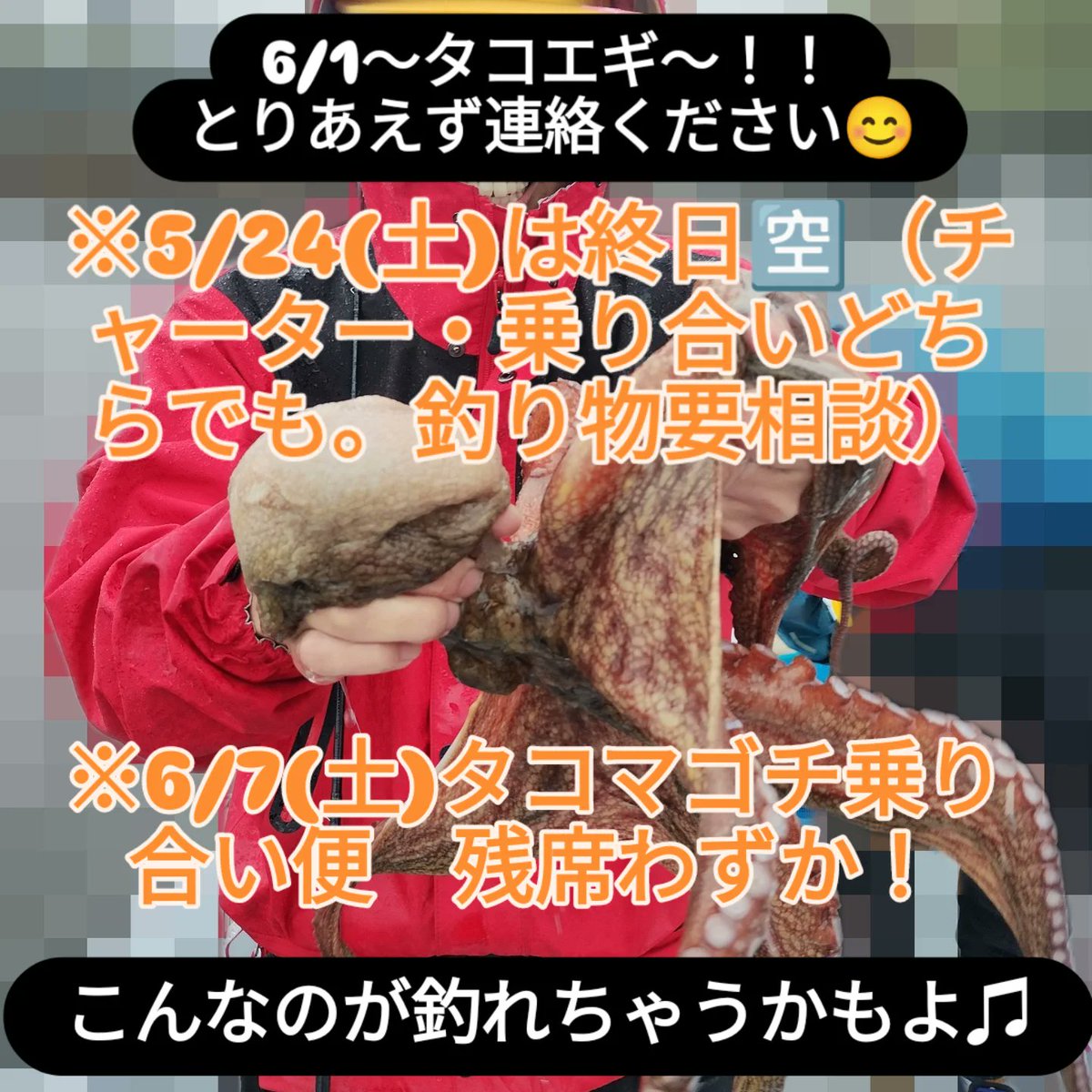 UmidaisukiJ's tweet photo. 6/1〜エギタコ解禁!
とりあえず連絡ください😊
その他マゴチ、青物、シーバス、キス、アジ等釣れてますよ♫
ご連絡お待ちしております!!!
#チャーターボート
#マサーシップコネクション
#boatfishing
#tokyobayfishing
#fishing
#charterboat
#charter
#Mship
#MothershipConnectin https://t.co/BEUeUXy9dd
