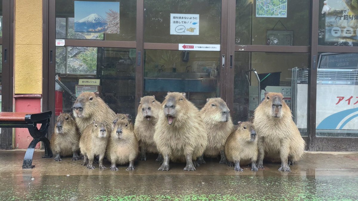おはカピ～♨
週の始まりしとしと雨☔

実はカピバラ篇のCM、雨の音が入っているんですよ💧
みなさん気づいていましたか？👀

今週も頑張ろうね～～～✊🔥