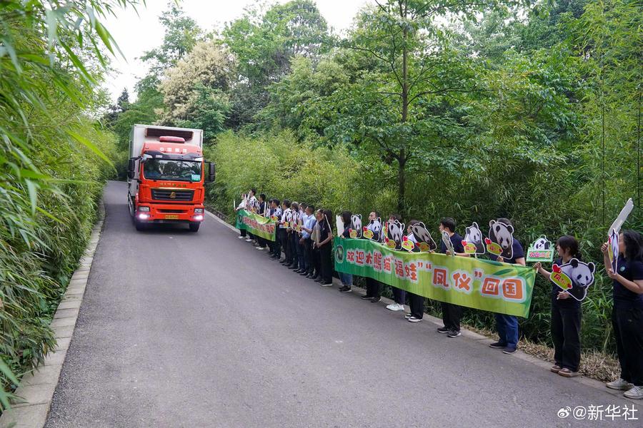 XinhuaChinese's tweet photo. 欢迎回家！大熊猫福娃凤仪平安回国！
北京时间18日19时10分，在中马双方专家的陪同下，旅居马来西亚的大熊猫“福娃”“凤仪”顺利抵达中国大熊猫保护研究中心雅安基地。据悉，两只大熊猫将在基地接受为期至��1个月的隔离检疫。 https://t.co/Hijh3Y1enB
