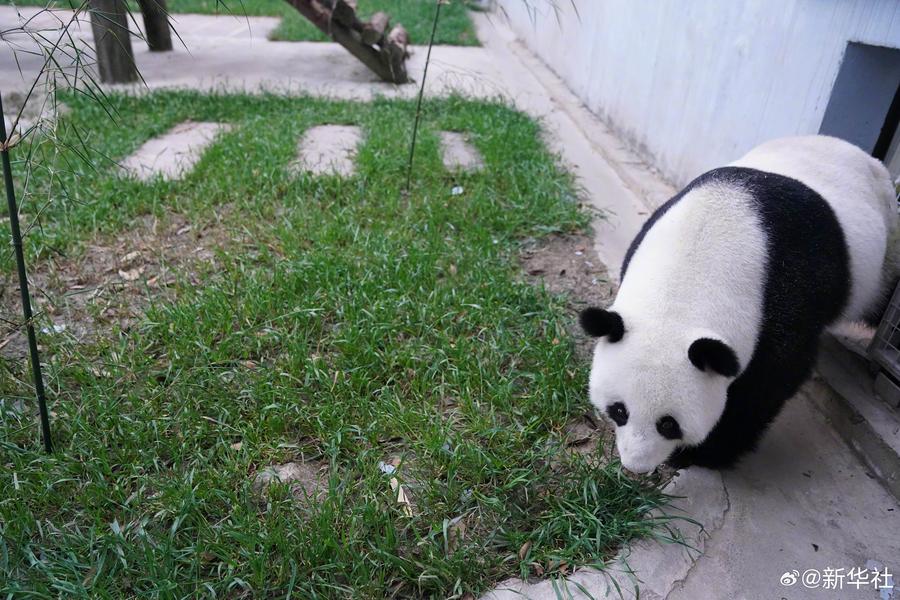 XinhuaChinese's tweet photo. 欢迎回家！大熊猫福娃凤仪平安回国！
北京时间18日19时10分，在中马双方专家的陪同下，旅居马来西亚的大熊猫“福娃”“凤仪”顺利抵达中国大熊猫保护研究中心雅安基地。据悉，两只大熊猫将在基地接受为期至��1个月的隔离检疫。 https://t.co/Hijh3Y1enB