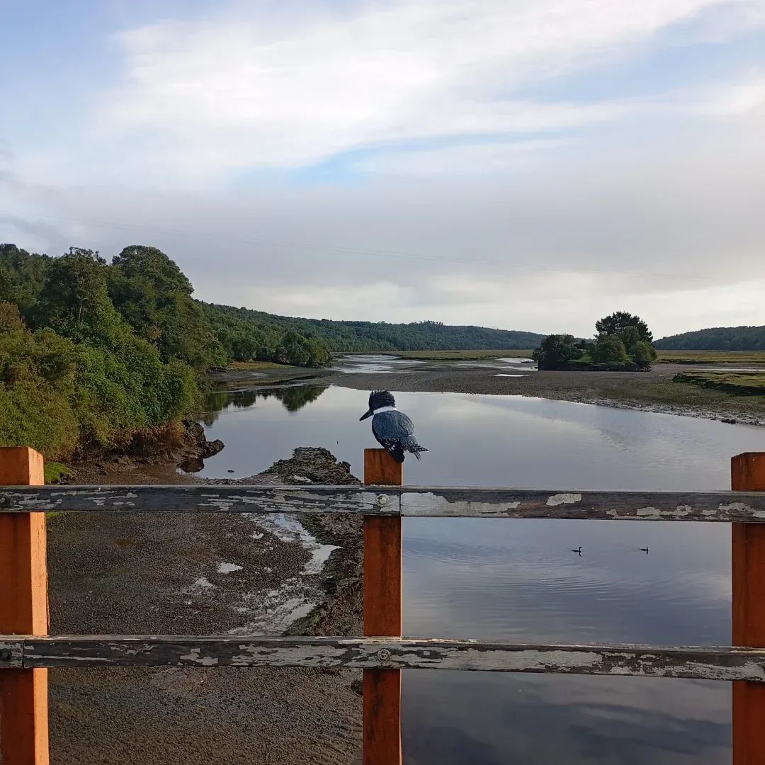Martin Pescador, esperando su oportunidad en el puente de Aituy, en Queilen. #Chiloe sorprende siempre.