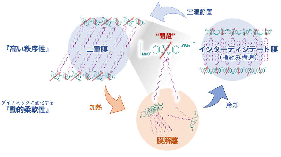 【プレスリリース｜Advanced Science】    
柔軟性と秩序性を両立した新有機常磁性体を開発
―フレキシブルデバイスへの応用に期待―
（中村敏和チームリーダーら）

詳細はこちら↓
ims.ac.jp/news/2025/05/0…