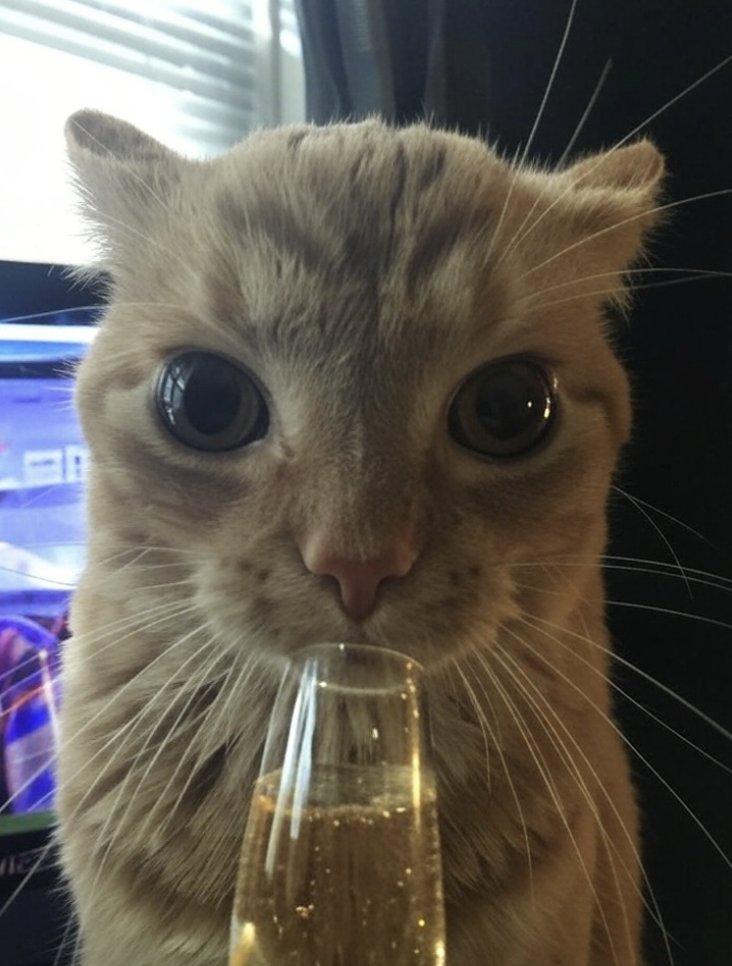 day 36 of posting gakster until $gak reaches 100M$ mc