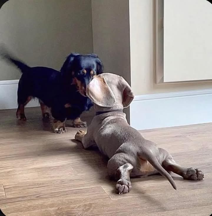 dachshund_heave's tweet photo. They look really funny 🤣 https://t.co/fQ5QkeVhDP