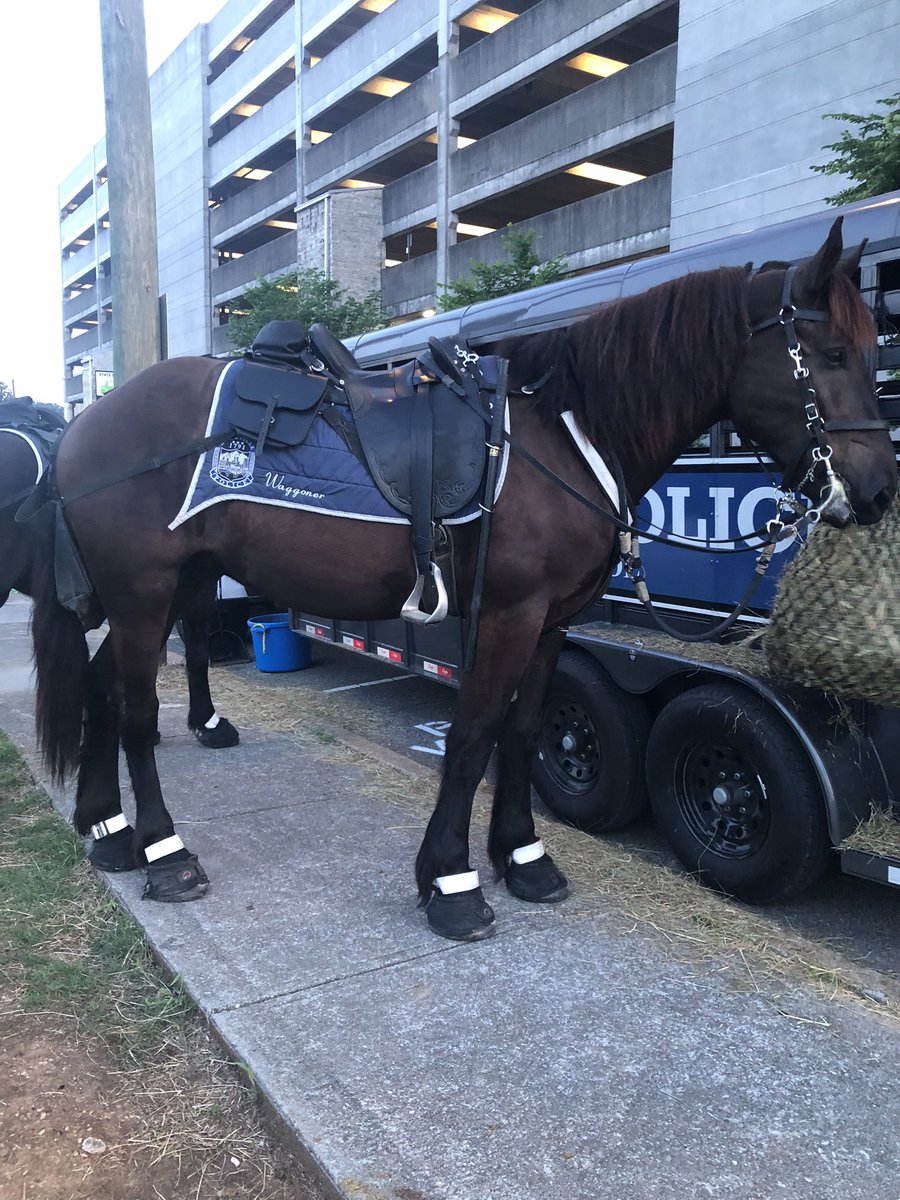 Mama_DLoL's tweet image. @Knoxville_PD We got to see KPD’S Mounted Police Unit Officers and the Good Looking Police Horses Phyl and Waggoner today! 🐴💙 Thanks guys for letting us meet with you! #OPLive