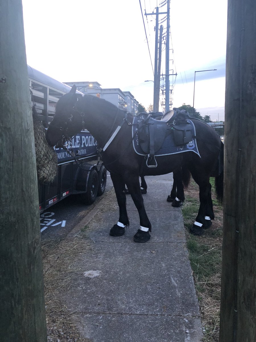 Mama_DLoL's tweet image. @Knoxville_PD We got to see KPD’S Mounted Police Unit Officers and the Good Looking Police Horses Phyl and Waggoner today! 🐴💙 Thanks guys for letting us meet with you! #OPLive