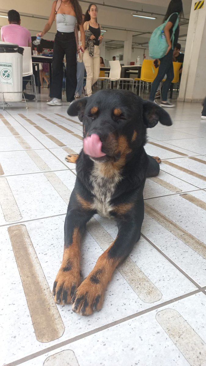 manerzo's tweet photo. o dia que o tal do silveira destruir patrimônio público, liderar gangues de cachorros, puxar barras de calça, ser passivo e morder para-choques de carros em movimento, a gente conversa 

Pitchulo você é supremo https://t.co/hsnnCnnU0p