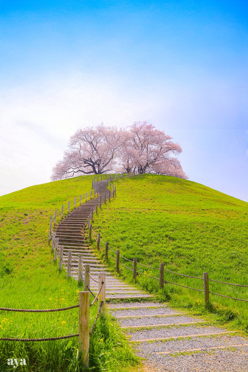 sa6316's tweet photo. 春  🌸✨

#桜
#風景写真 https://t.co/EO6fCJN9Aa