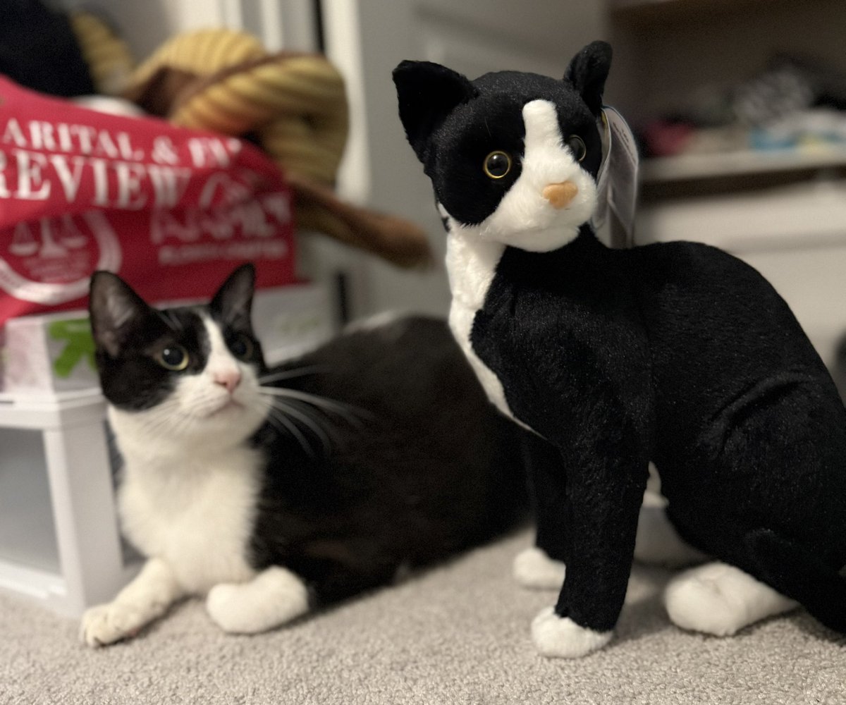 Fry_64_'s tweet photo. I took some silly pictures of this cat and toy. 🤣❤️🐈 #cats #catpicks #Caturday #CatsOfTwitter https://t.co/bdK7jU8ZkP