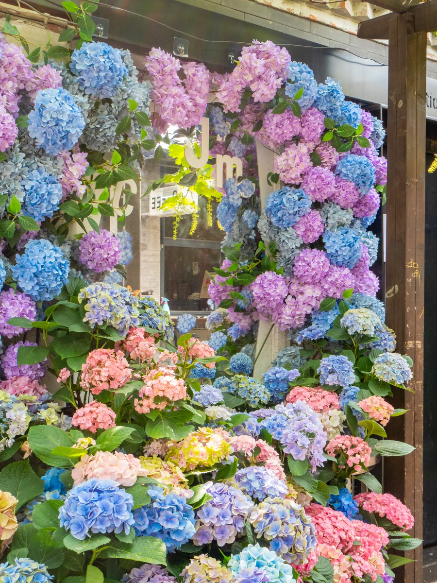VisitBeijingcn's tweet photo. #Beiluoguxiang in early #summer is wrapped in soft romance—roses blooming along old #hutong walls, with other blossoms adding quiet color and fragrance. #Beijing at its gentlest: poetic, intimate, full of life. #SummerInBeijing #BeijingVibes #VisitBeijing https://t.co/E01NOviScT