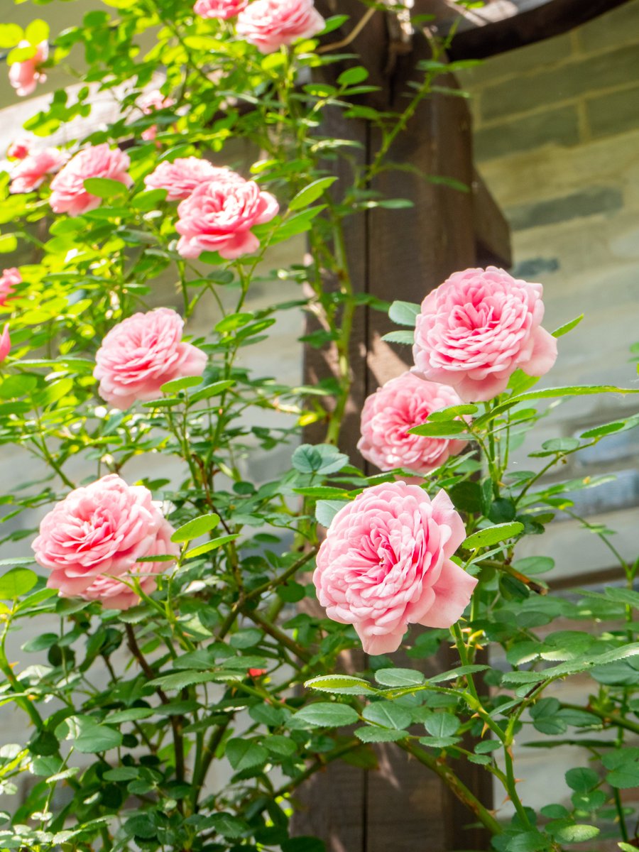 VisitBeijingcn's tweet photo. #Beiluoguxiang in early #summer is wrapped in soft romance—roses blooming along old #hutong walls, with other blossoms adding quiet color and fragrance. #Beijing at its gentlest: poetic, intimate, full of life. #SummerInBeijing #BeijingVibes #VisitBeijing https://t.co/E01NOviScT