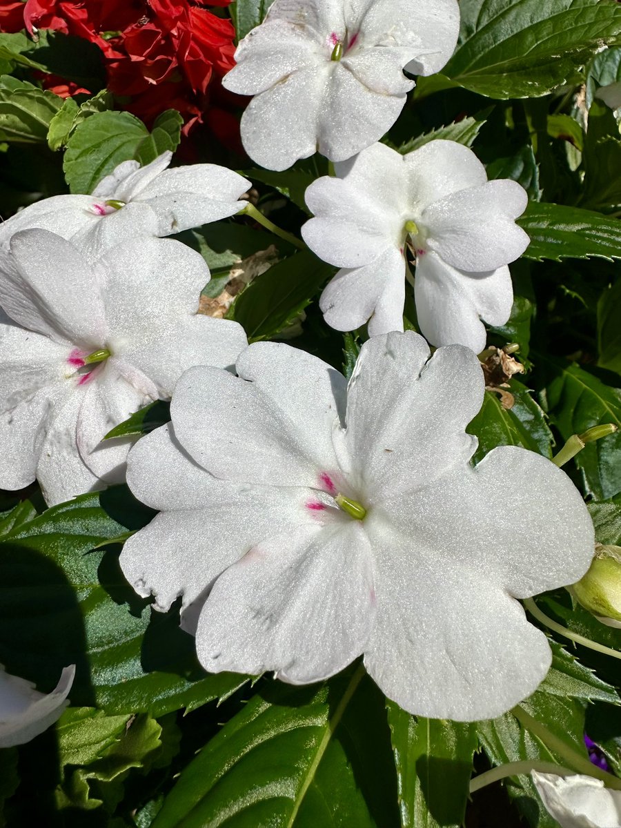 From my garden 🌺☀️ ebay.us/m/56esvn #eBay via <a href="/eBay/">eBay</a>