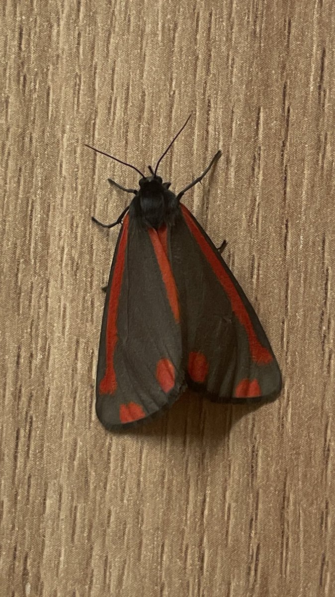 blurryface ass moth on my fridge rn tf ???..
