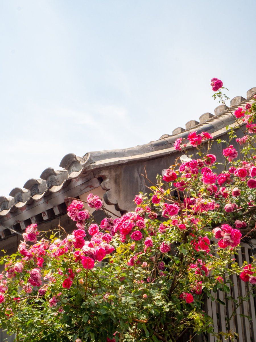 VisitBeijingcn's tweet photo. #Beiluoguxiang in early #summer is wrapped in soft romance—roses blooming along old #hutong walls, with other blossoms adding quiet color and fragrance. #Beijing at its gentlest: poetic, intimate, full of life. #SummerInBeijing #BeijingVibes #VisitBeijing https://t.co/E01NOviScT