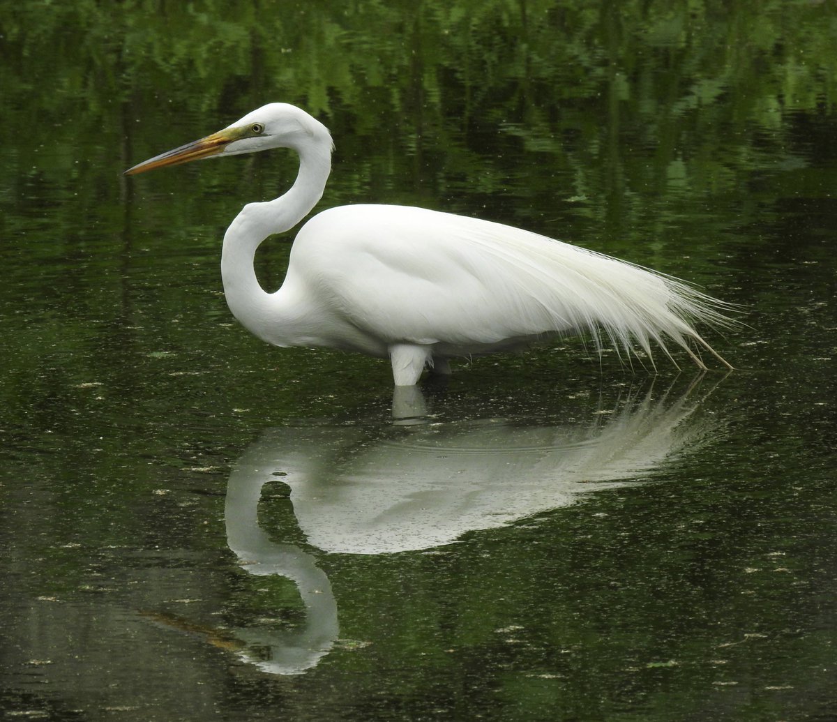 Great Egret in Greenwood Cemetery today. <a href="/BirdBrklyn/">Brooklyn Bird Alert</a>