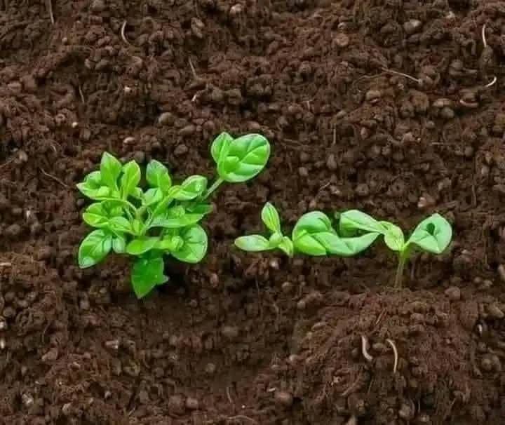 كانَ بشوشَ الوَجه؛ رائحتُه كالمِسك ﷺ🤲🍁
🤎🍒🥥