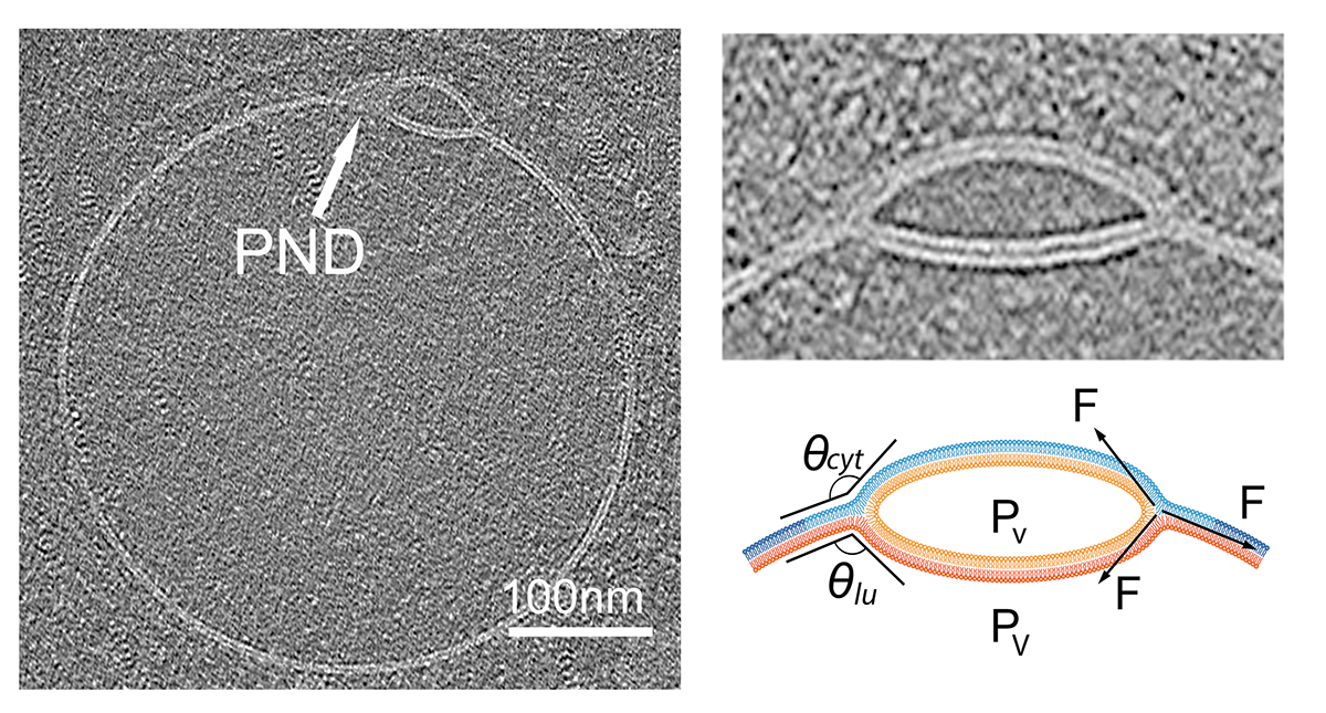 3/5

Hemifusomes can exhibit lens-shaped hemifusion structures embedded within vesicle bilayers, mimicking "dead-end hemifusion" state from mathematical models.

These are not fleeting intermediates, but  long-lived structures with implications for protein and lipid sorting.