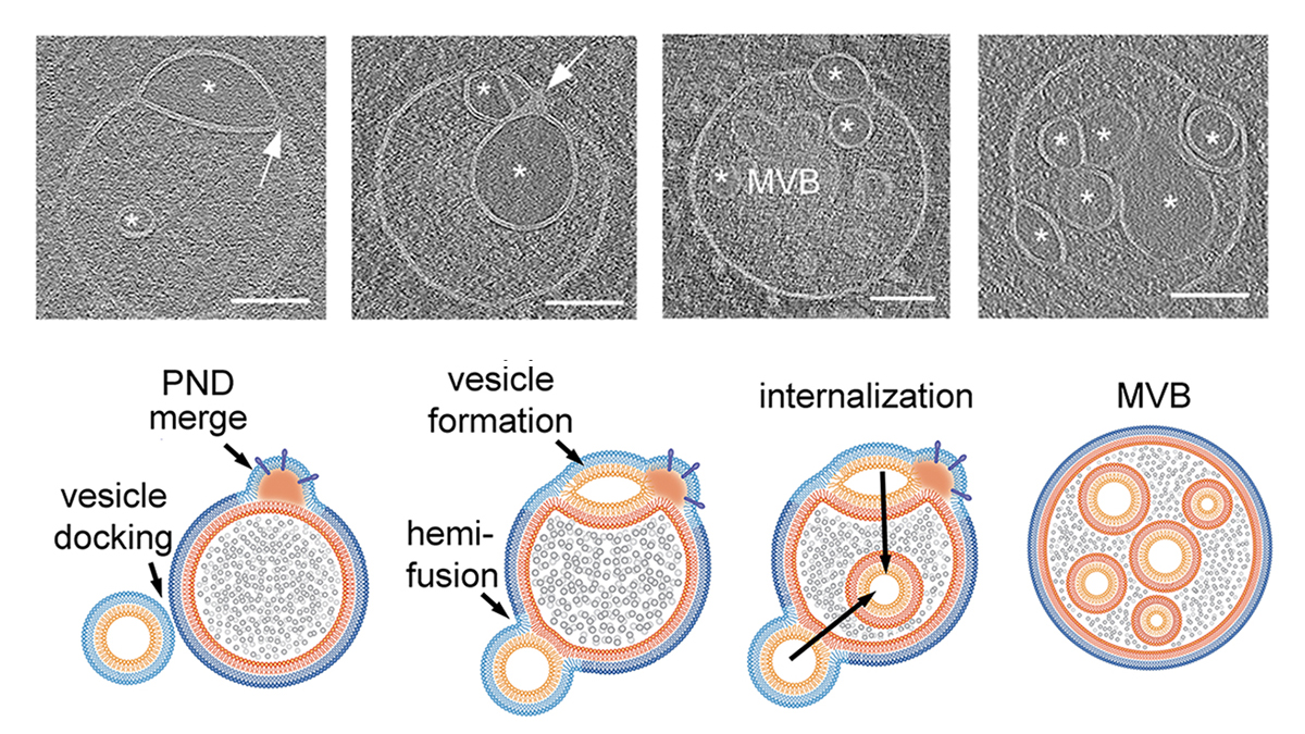 4/5

We propose an ESCRT-independent mechanism for intraluminal vesicle and multivesicular body (MVB) formation.

Via PND-driven vesicle generation, hemifusion, and internalization, hemifusomes act as hubs for building complex MVBs - no ESCRT machinery required.