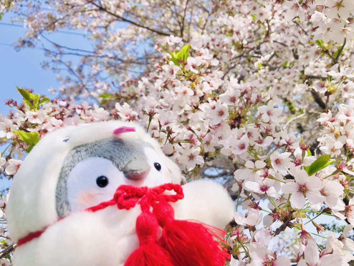 wtnc148's tweet photo. にょろペンちゃんと散りゆく桜🌸(5月9日)

5月5日にユニコちゃんたちがコントしてた公園の桜、いっぱい散っていたものだなぁ🐧🤍
春ってあっという間に過ぎていくね〜
かけっこ早くてえらい💮

おやや〜！こんなところに未確認飛コウペンちゃん発見🛸🔍✨

#コウペンちゃん #植物観察 #桜 #低空飛行 https://t.co/o0SFydxFgr