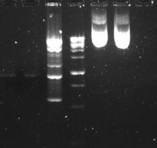 iGEM UGM 2025 tweet media