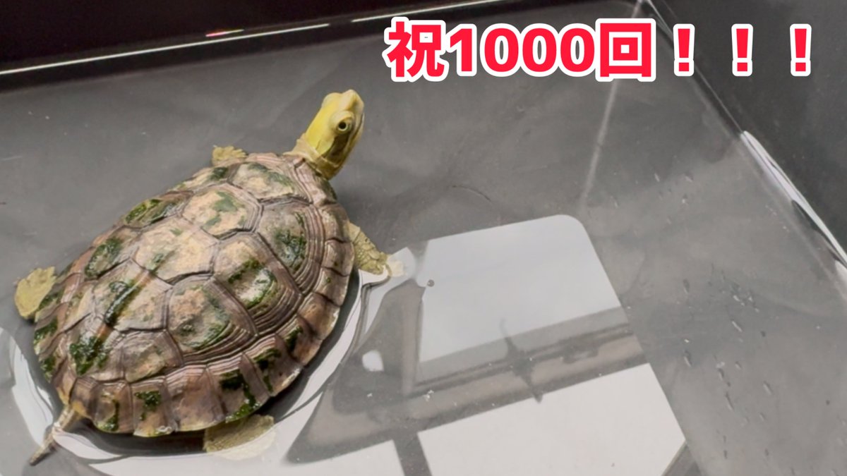 MasaPogona's tweet image. ポゴナ河合のアニマルラジオ
1000回記念という事でプレゼント企画を行います
このアカウントをフォローとこのポストをリポスト頂いた方の中から抽選で
パワーUVB20Wと蛍光灯カバーのセットを1名様
ポゴナ カメのエサ500g(沈下、浮上と大粒、小粒の中からご希望のものを1つ)を3名様
ポゴナ…