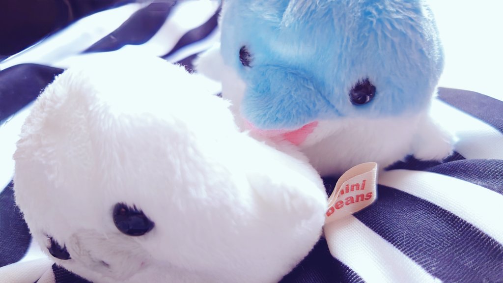 イルカはさぁ、すぐあざらし噛むのやめな？🐬🦭 #ぬい撮り #ミニ