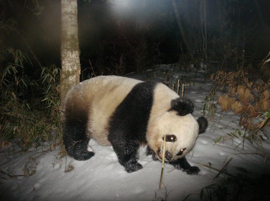 bear enthusiast tweet media