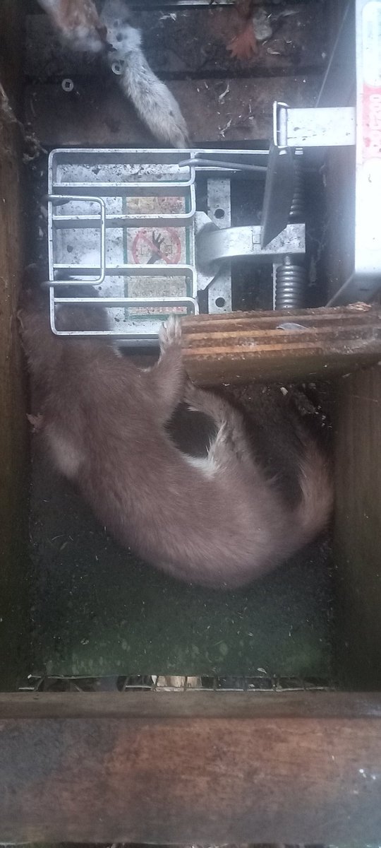 420 gram stoat , caught with fresh rabbit . This stoat was spotted on trail camera by a stump with kiwi living in it , visiting numerous times .