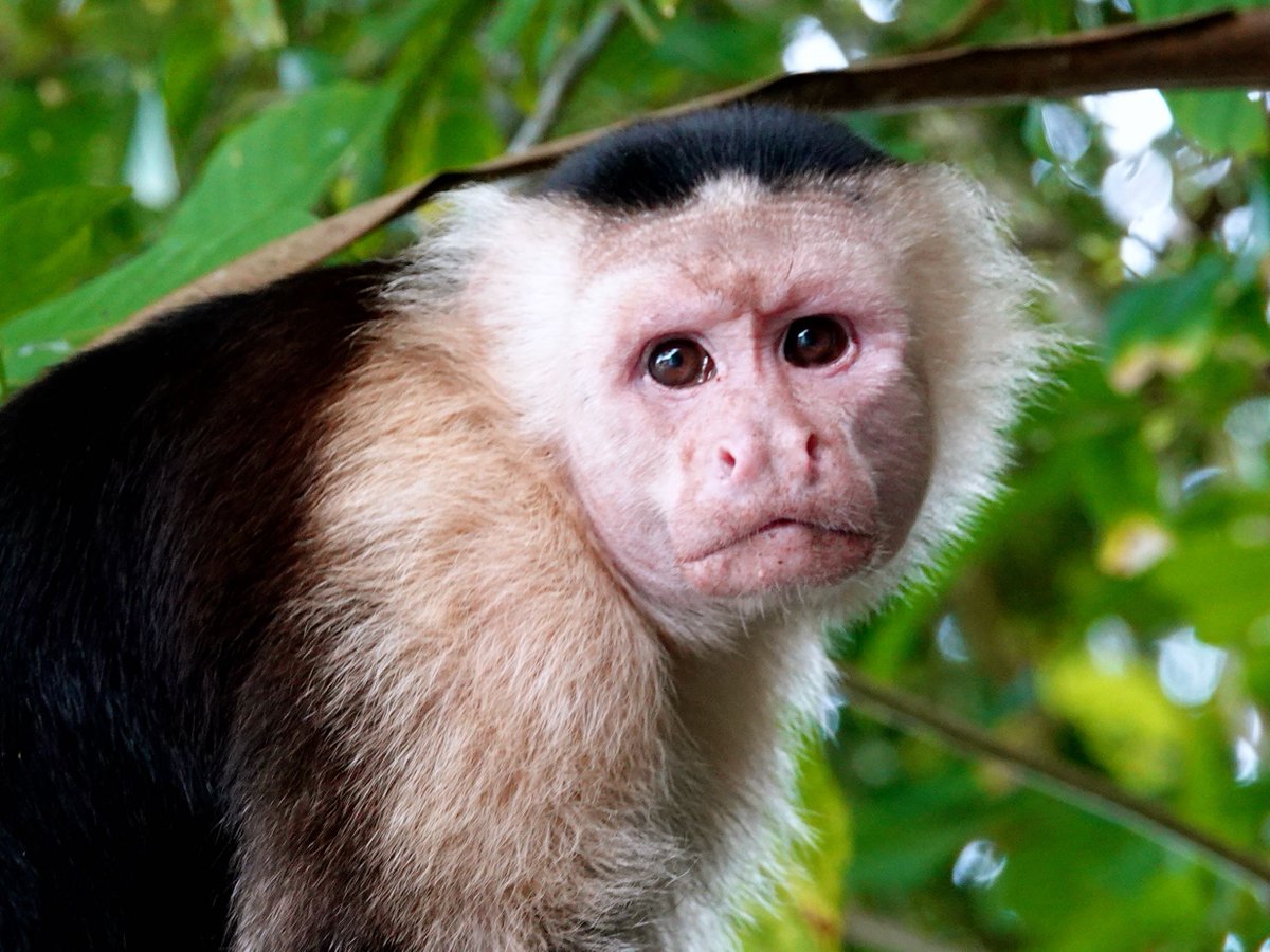 groovyplanetde's tweet image. Panama-Kapuzineraffe (Cebus imitator), gesehen in der Umgebung von #Gamboa, das ich gestern nach fünf Tagen verlassen habe.
#Panama #WildlifePhotography #ThePhotoHour #NaturePhotography