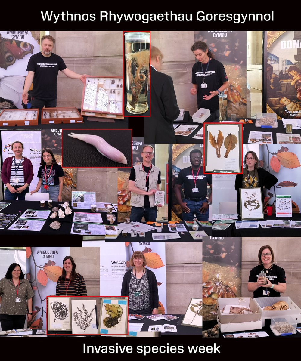 Cardiff Curator (@cardiffcurator) on Twitter photo Last week our scientists were out in force in the Main Hall <a href="/Museum_Cardiff/">Amgueddfa Caerdydd</a> for #InvasiveSpeciesWeek. Our curators highlighted the problems of invasive species to visitors including seaweeds, marine invertebrates, slugs and snails and flowering plants Last week our scientists were out in force in the Main Hall <a href="/Museum_Cardiff/">Amgueddfa Caerdydd</a> for #InvasiveSpeciesWeek. Our curators highlighted the problems of invasive species to visitors including seaweeds, marine invertebrates, slugs and snails and flowering plants