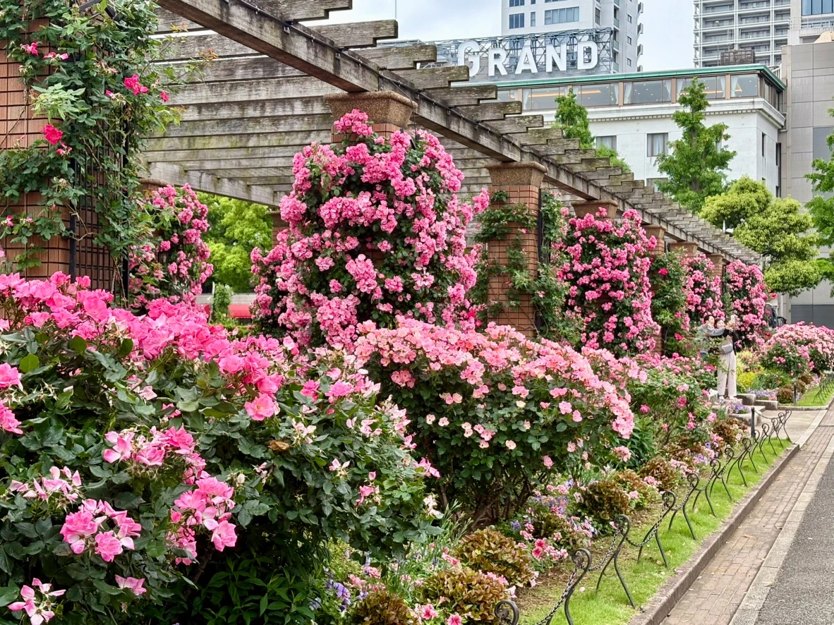 山下 公園 バラ 開花 状況