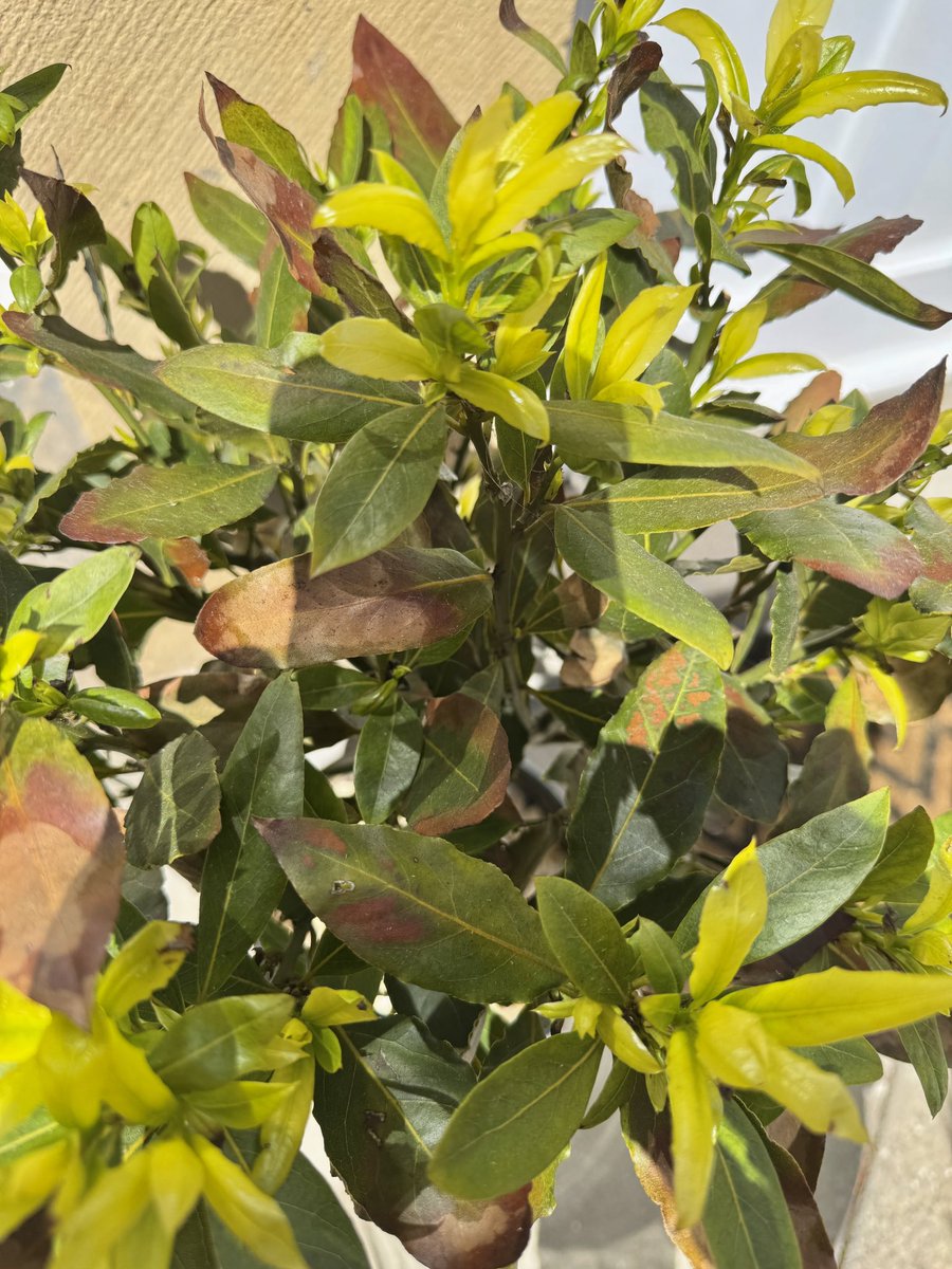 Susie One tweet media