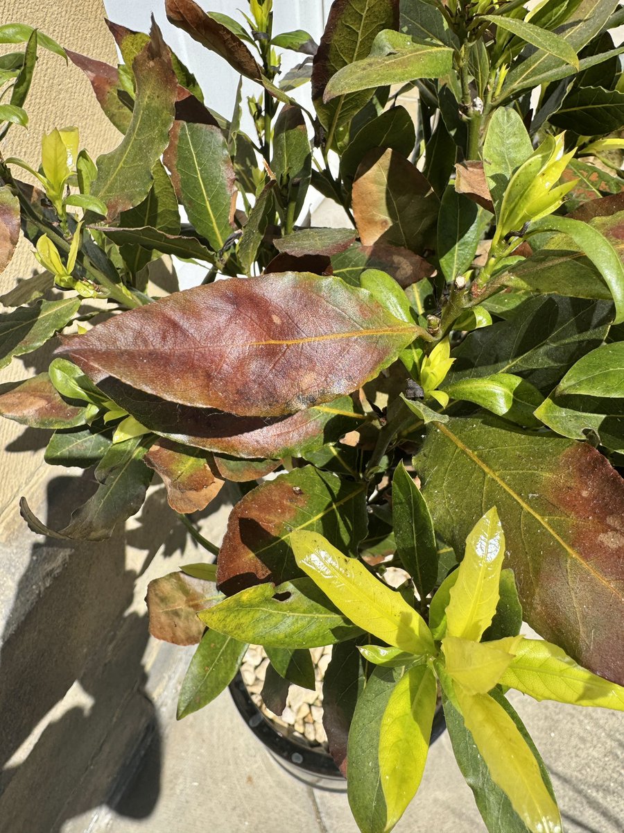 Susie One tweet media