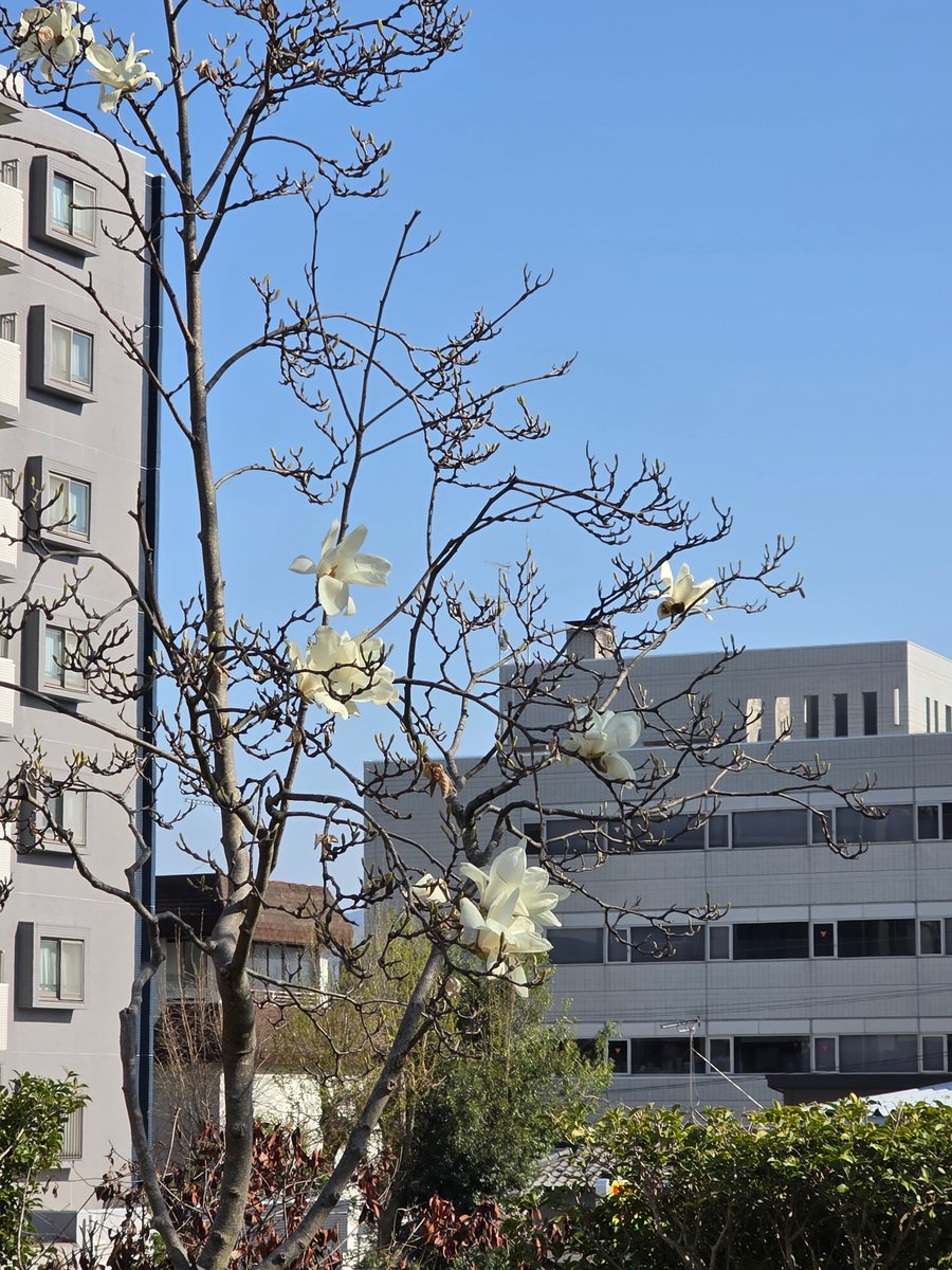 今春のキャンパスの花。青空に映えていました。
江は碧にして鳥は逾白く、山は青くして花は然えんと欲す（杜甫・絶句）
#信大教育　＃春の花