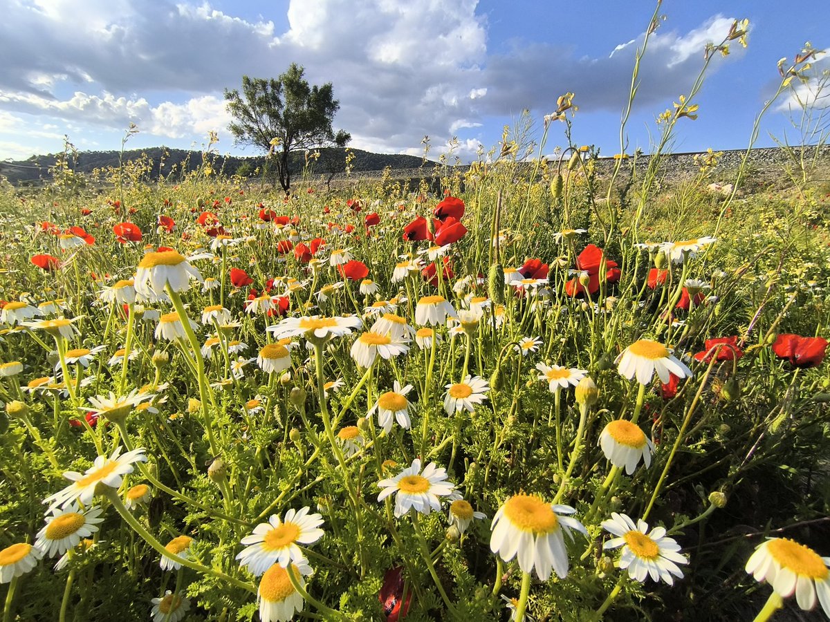 Baharla #papatya #gelincik  her taraf ne güzel 
Mayıs 2025 #Denizli
#Sonmezu Belgesel