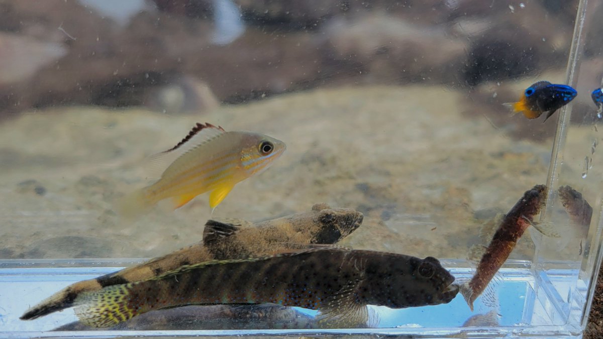 ヒトミハゼとスミゾメスズメ見れてよかった