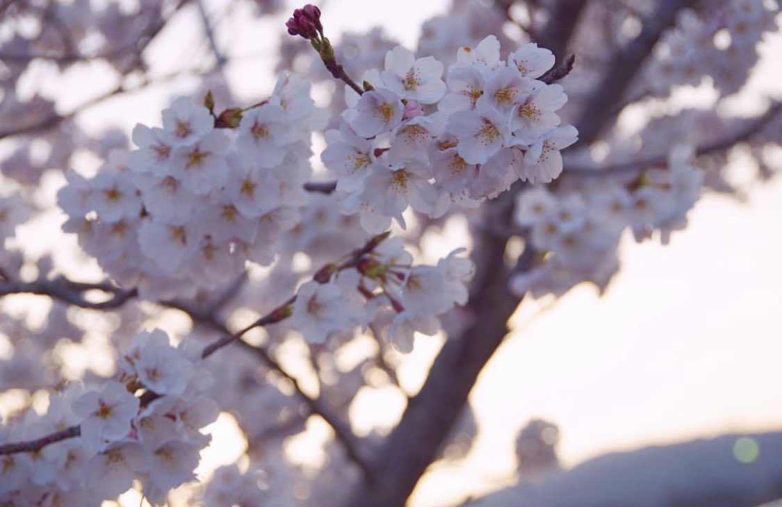 まじででらっくす tweet media