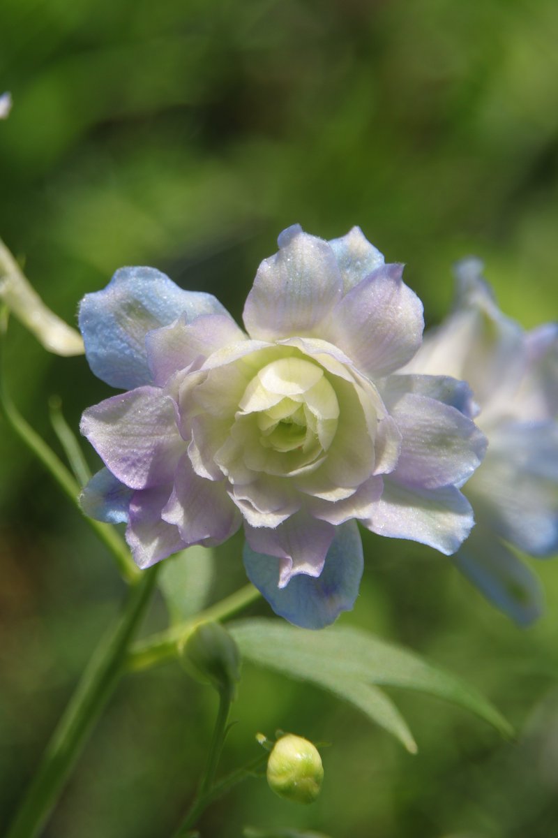 gontanokoneroku's tweet image. Delphinium 😃
#Photography #Flowers #Delphinium