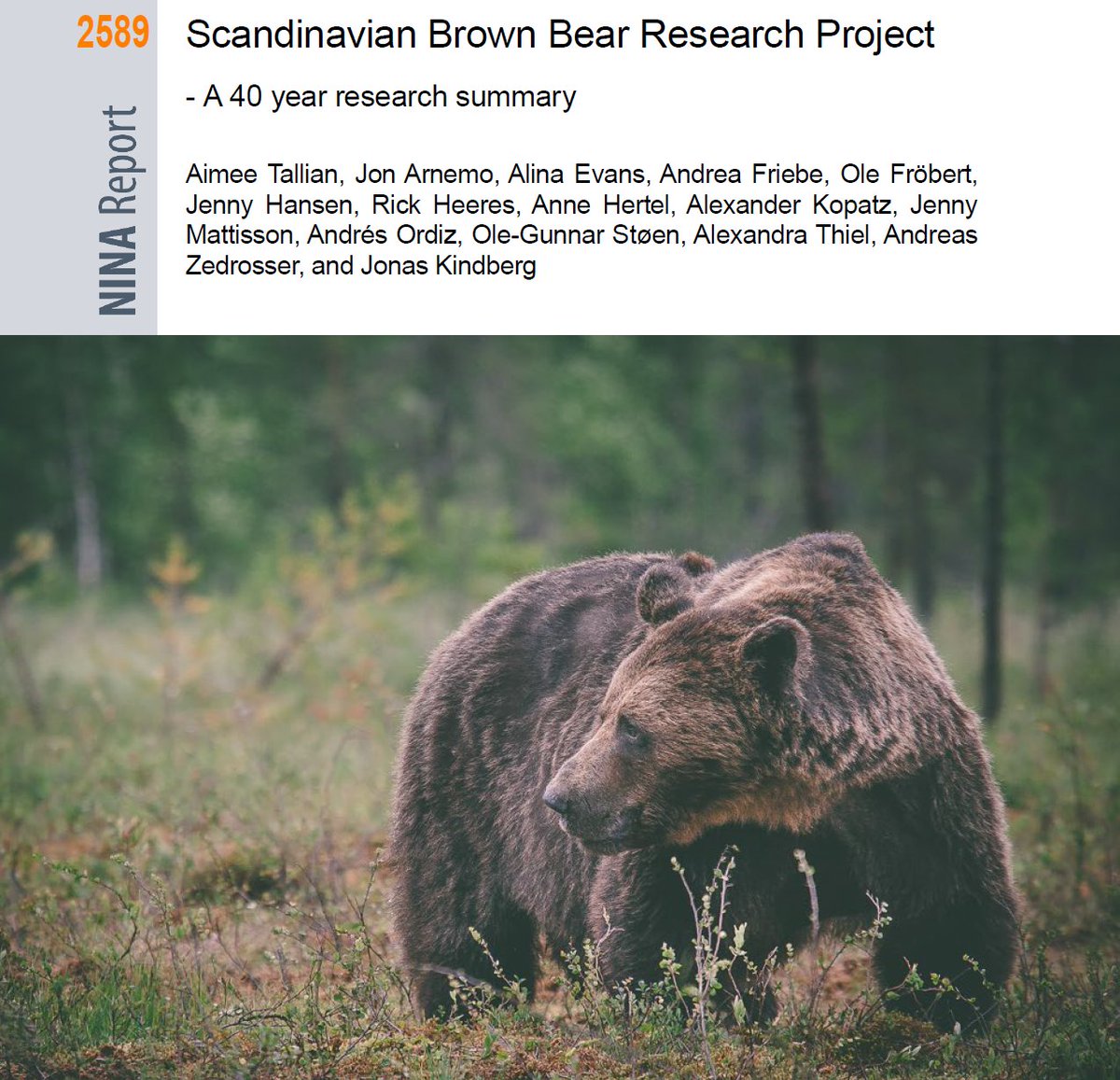 NINAforskning's tweet photo. Ny rapport: Scandinavian Brown Bear Research Project - A 40 year research summary. #bear #ursus #denning https://t.co/rDw7I27rVP https://t.co/11wE2Z0jhG