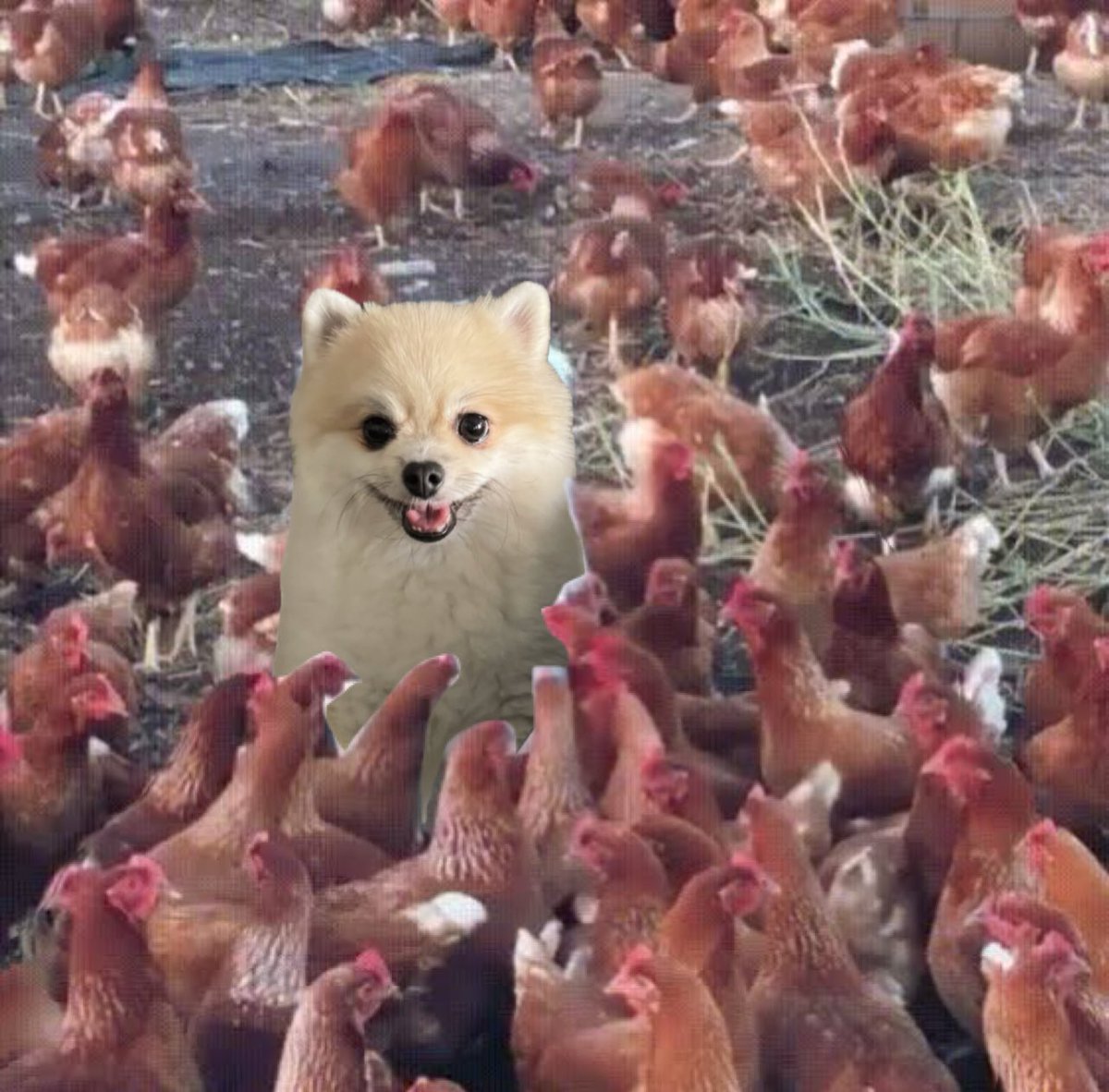 KMayaKwangbae's tweet photo. ถ้าพี่หลิงซื้อไก่ให้น้องออม 
อูนิ: https://t.co/5v6htVQkbK