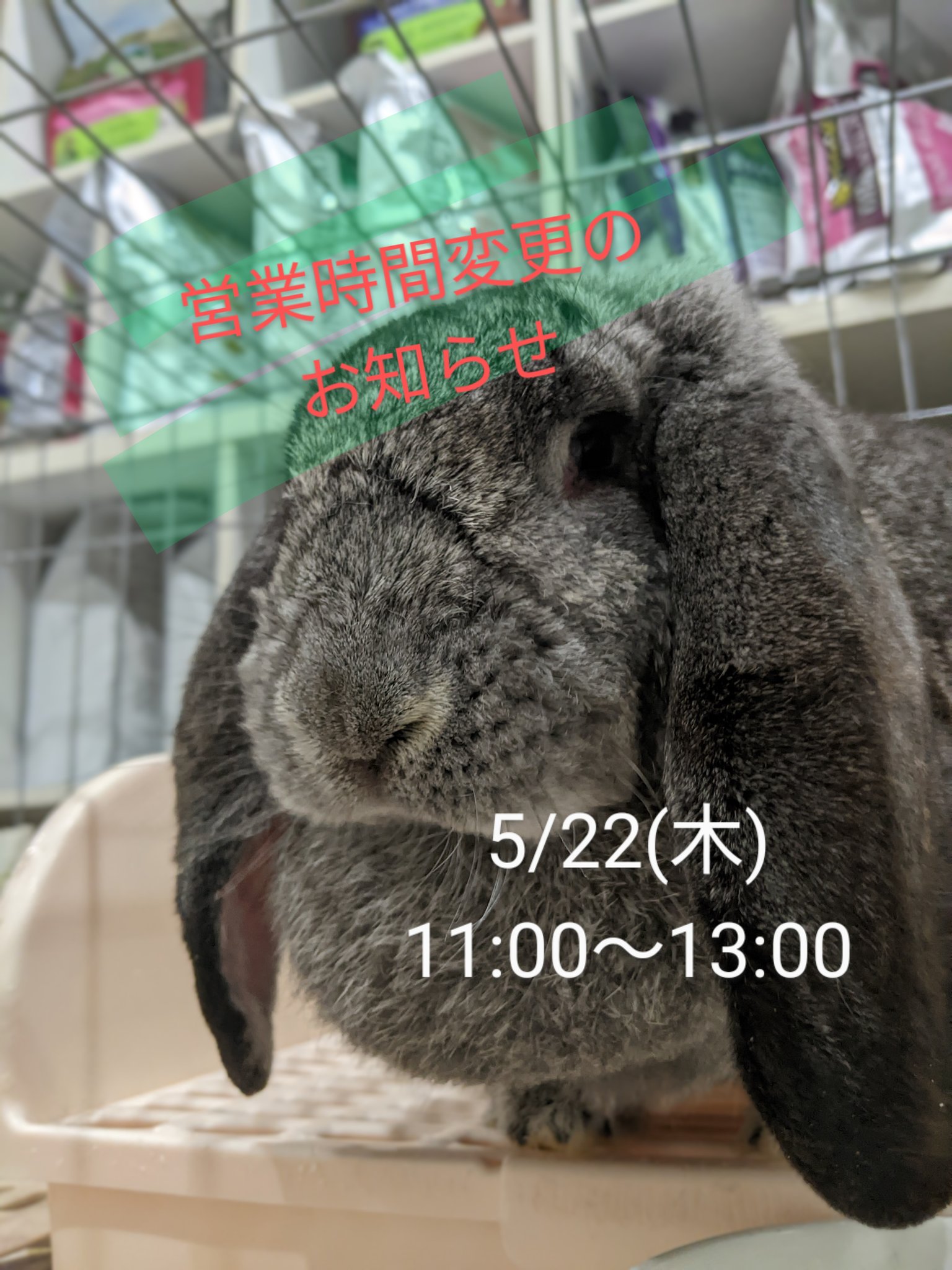 大型うさぎ専門店 RABBIT PUMPKIN on X: 