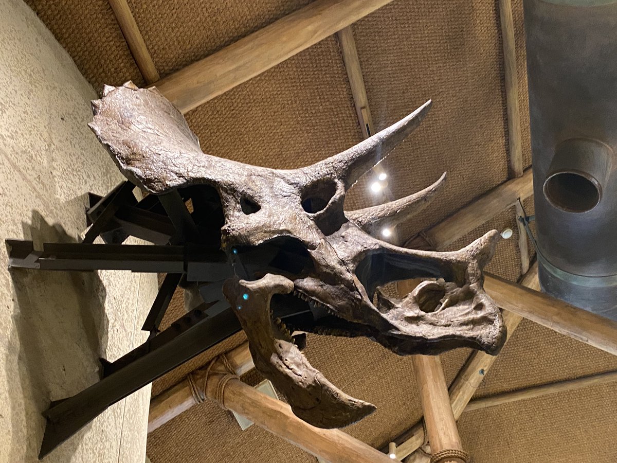 恐竜化石探訪 (@Antrodemus_v) / X