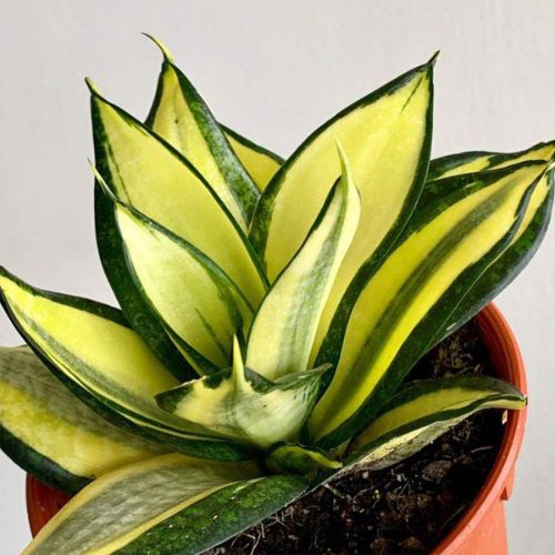 PLANT ORBIT tweet media