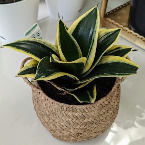 PLANT ORBIT tweet media