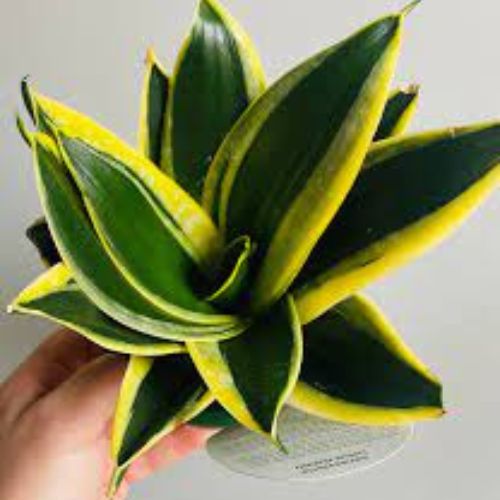PLANT ORBIT tweet media